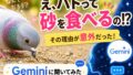 ハトが砂を食べる!?
