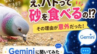 ハトが砂を食べる！？