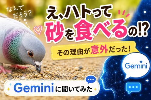 ハトが砂を食べる！？