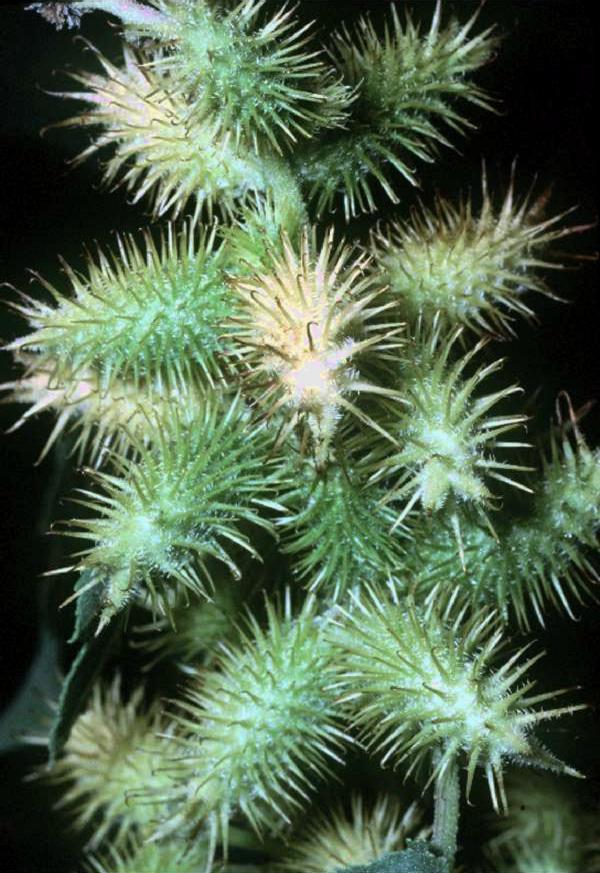 オナモミの実 - 服や動物の毛にくっつくとげのある植物